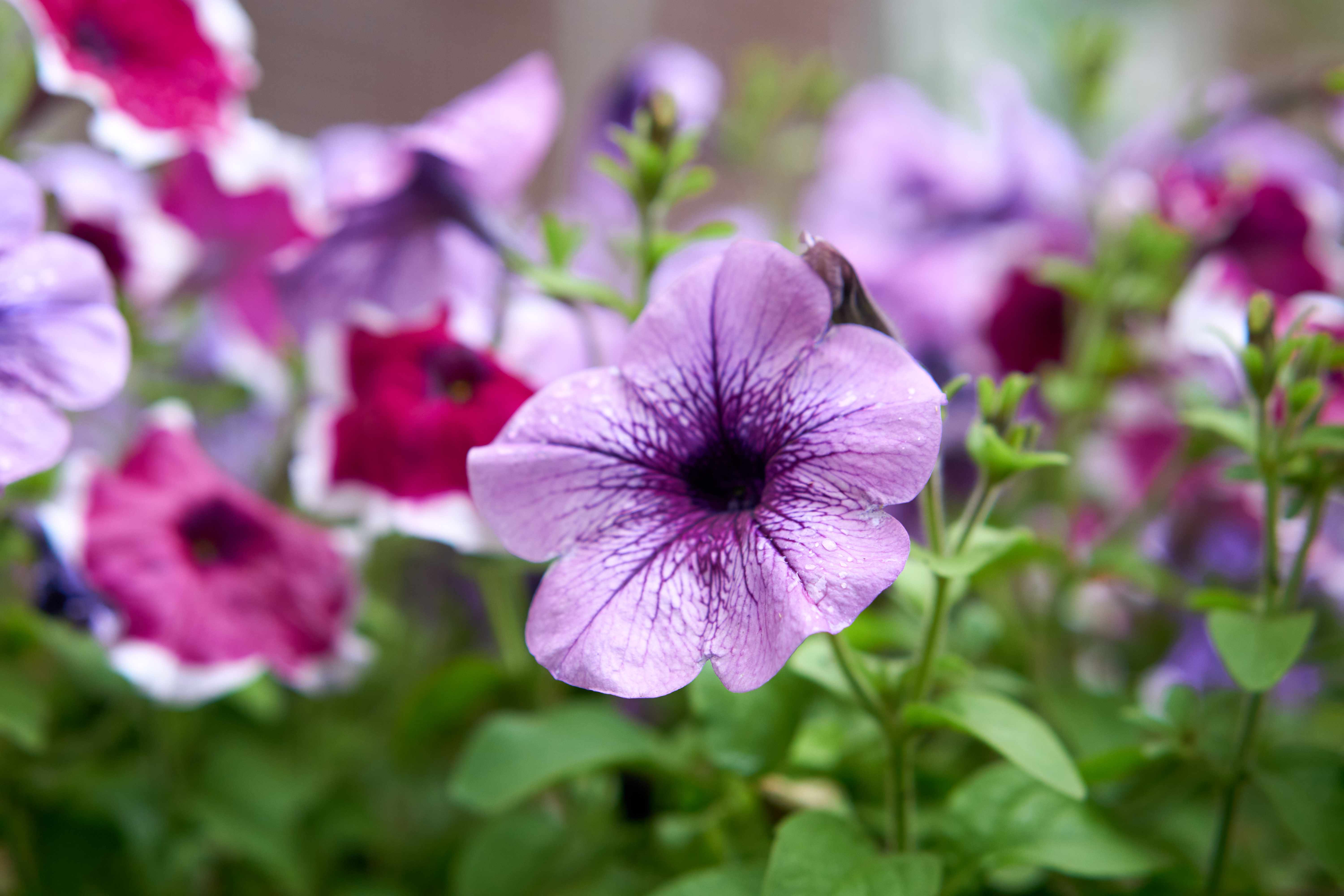 Бесплатное фото Цветок в саду