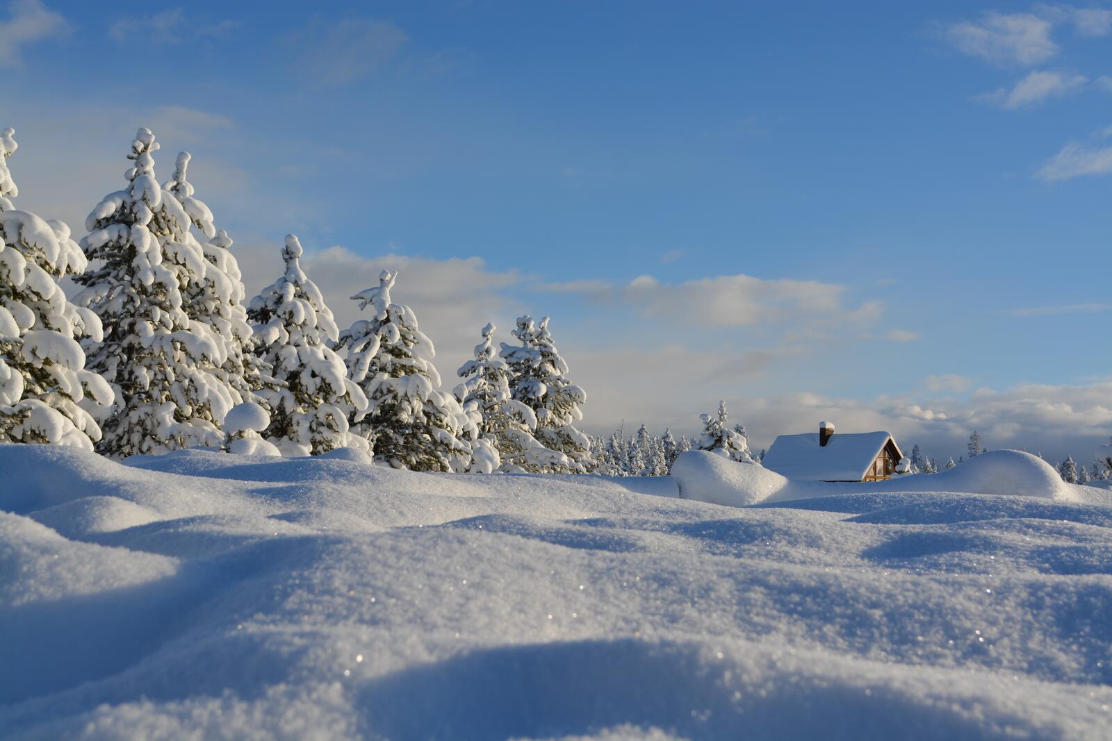 Бесплатное фото Сугробы в зимнем лесу с елками
