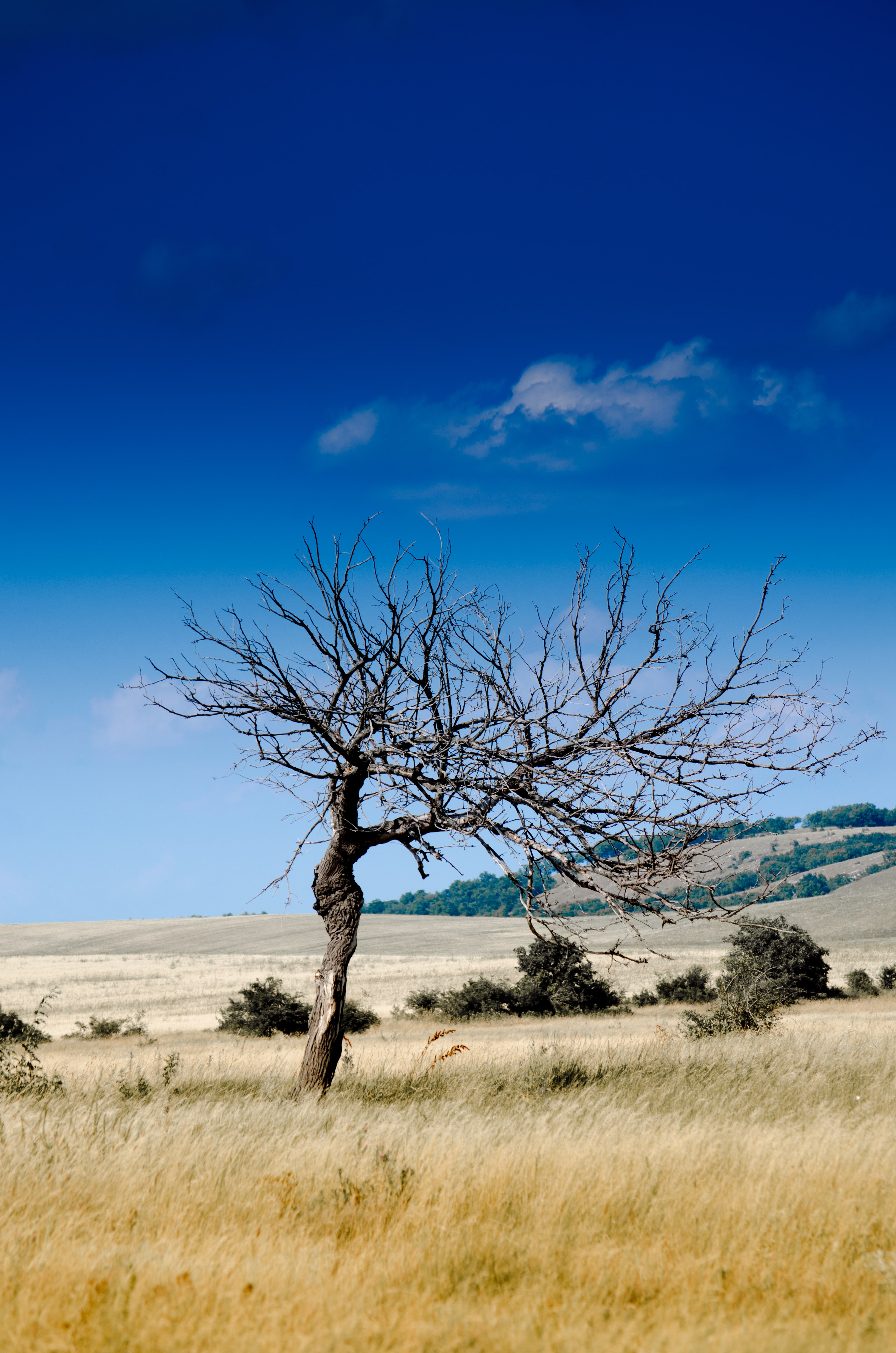 Бесплатное фото Обои с сухим деревом в саванне