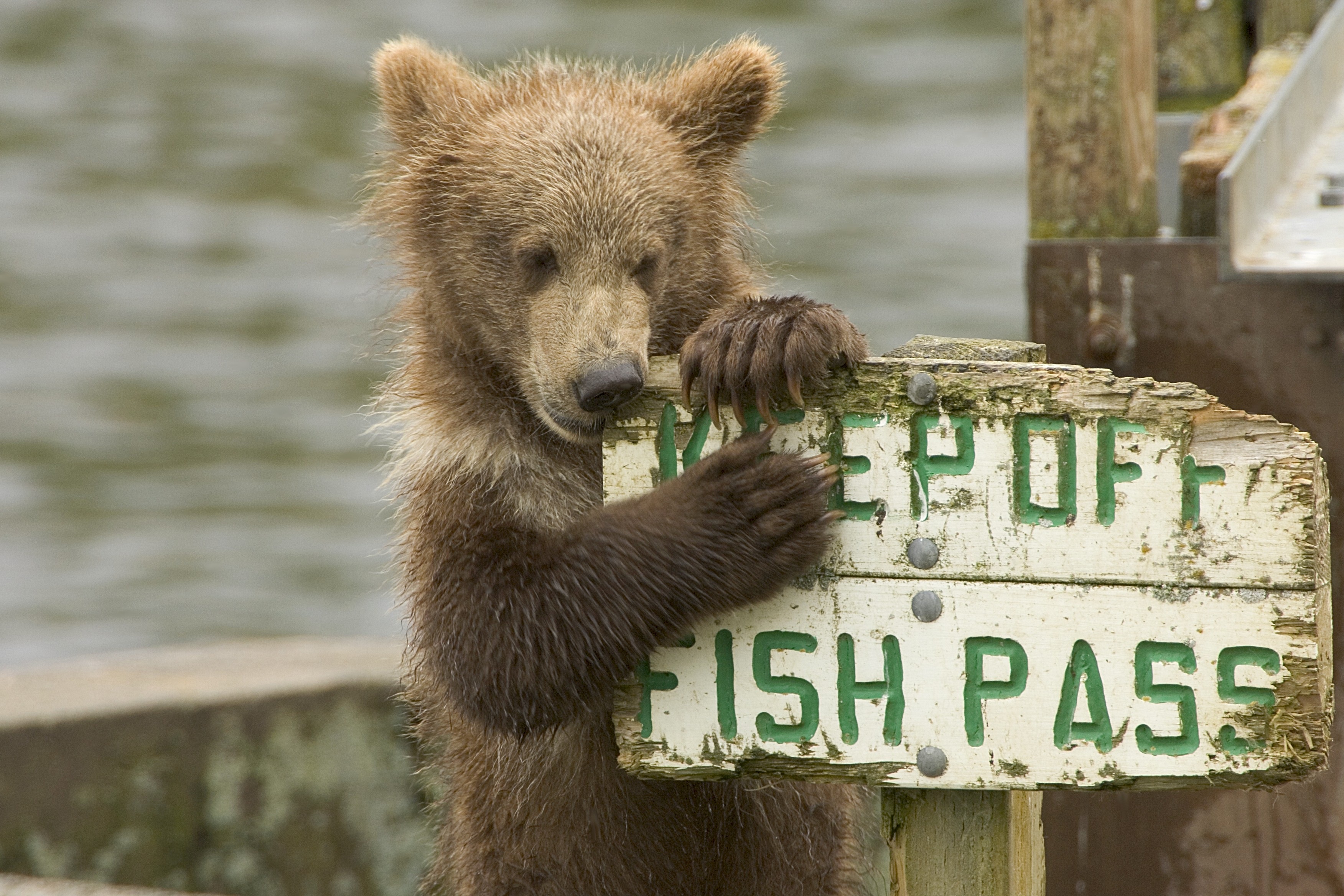 The bear cub is chewing on the sign