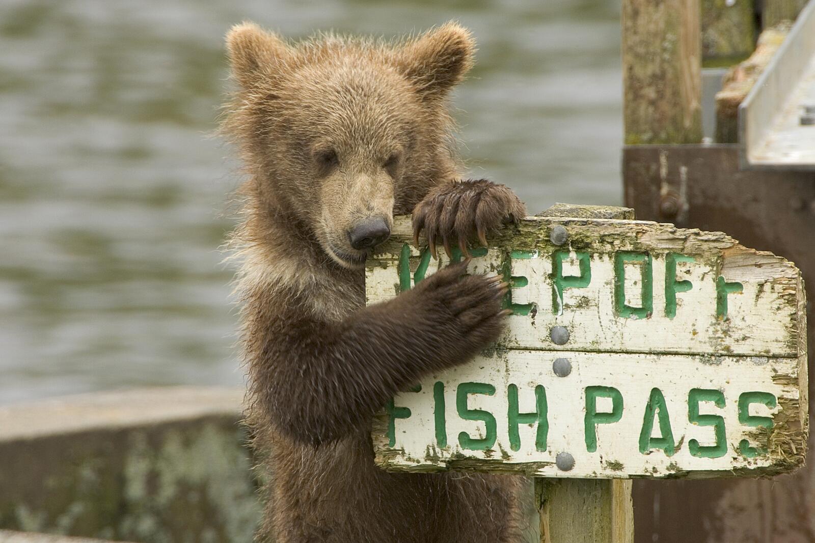 Бесплатное фото Медвежонок грызет табличку