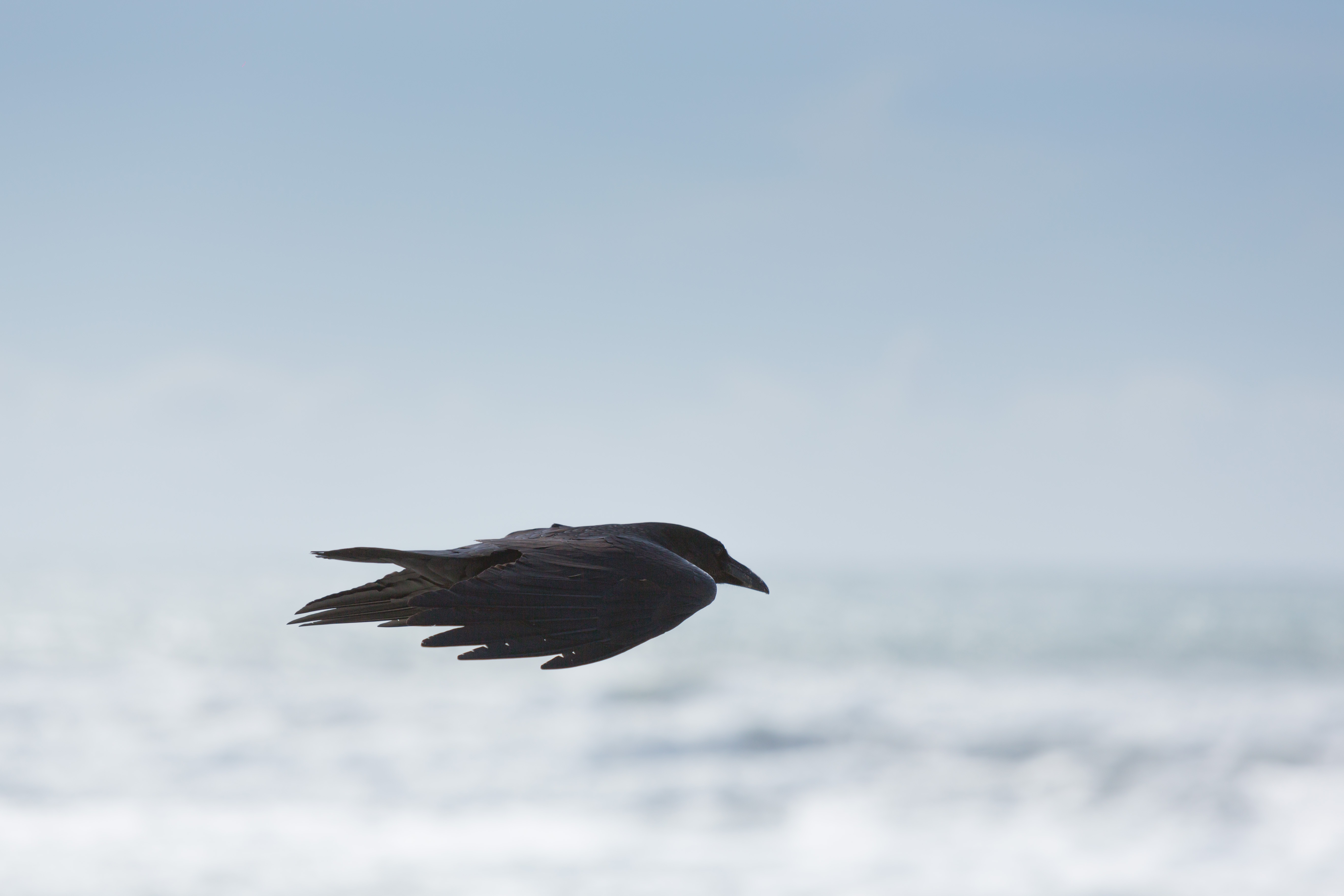 Free photo The flight of the black raven
