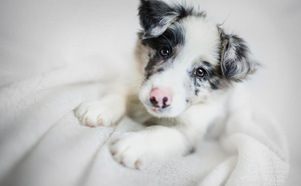 Красивый щенок Бордер-колли на белоснежном одеяле