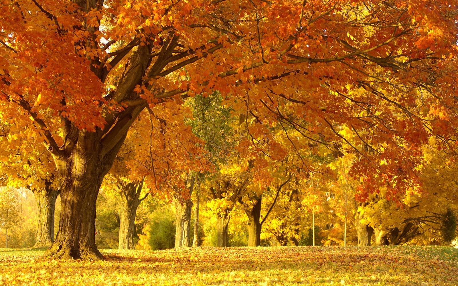 Бесплатное фото Желтый лес в октябре
