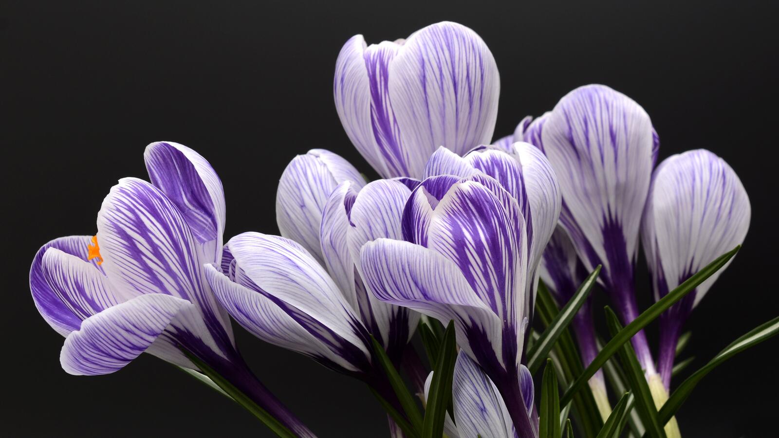 免费照片紫色红花