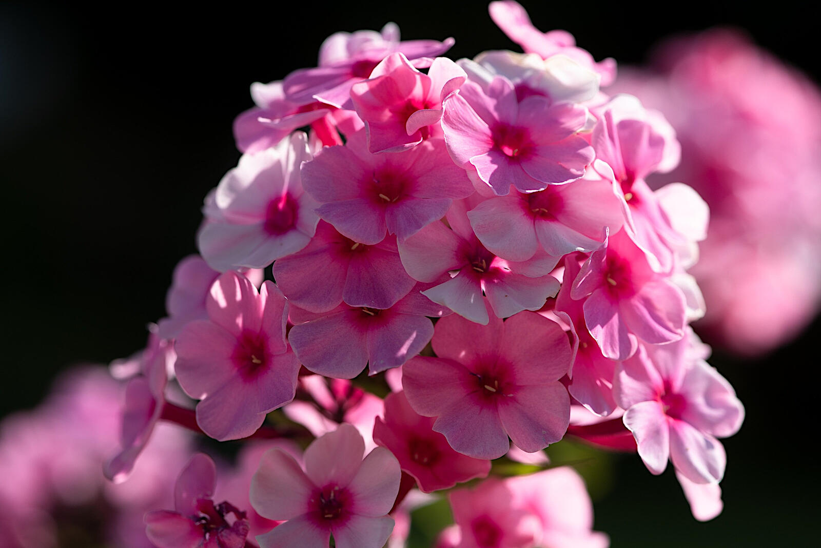 Free photo Wallpaper with pink flowers for your phone