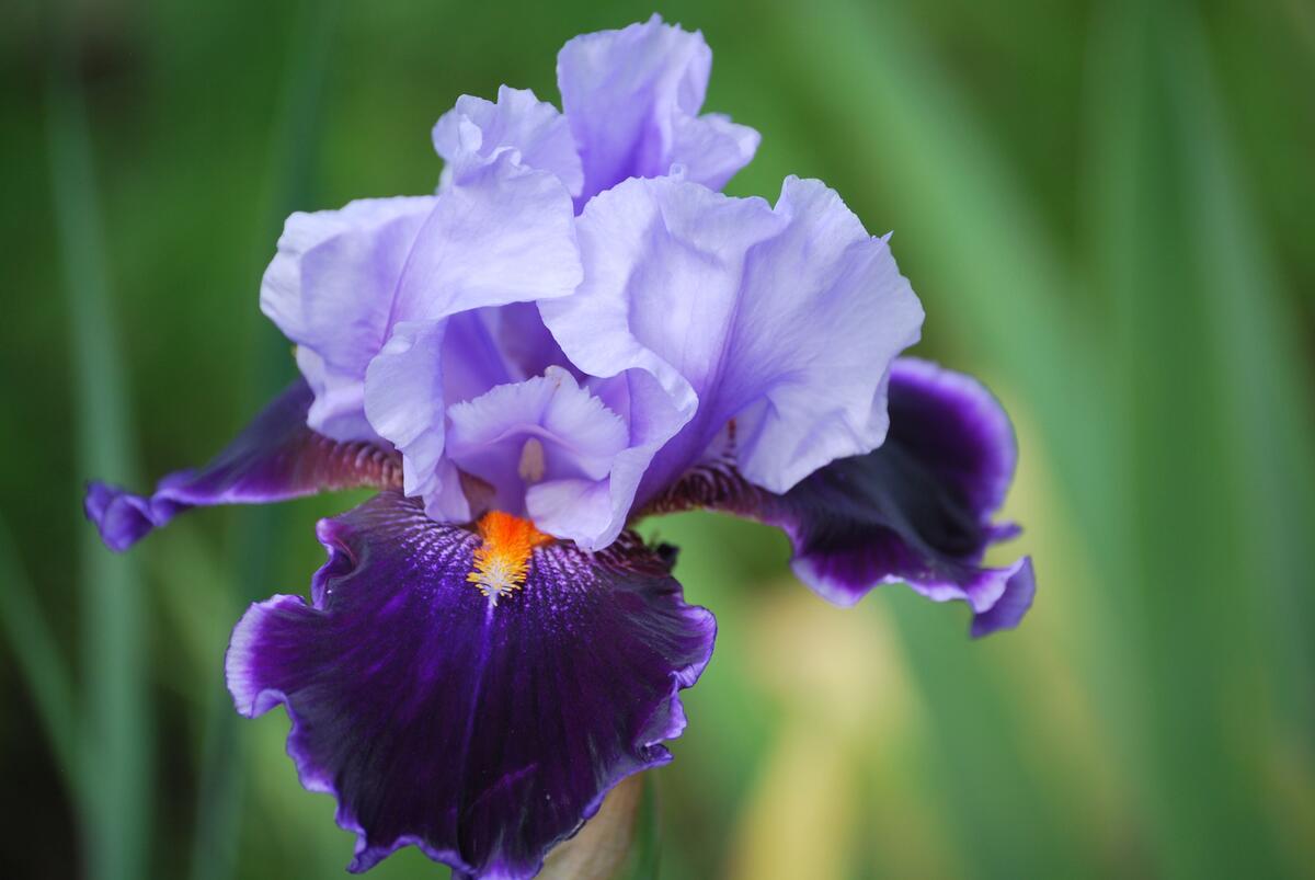 Purple iris flower