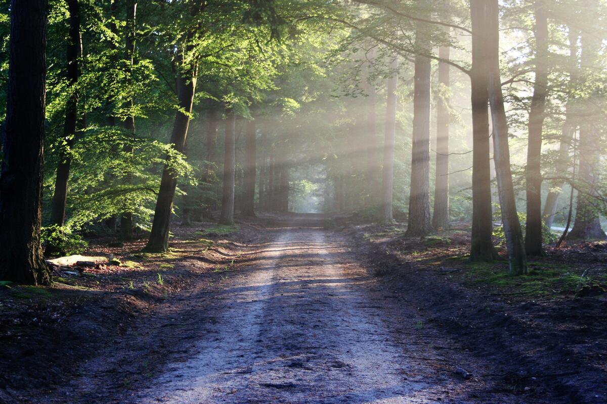 Sunlight illuminates the forest road
