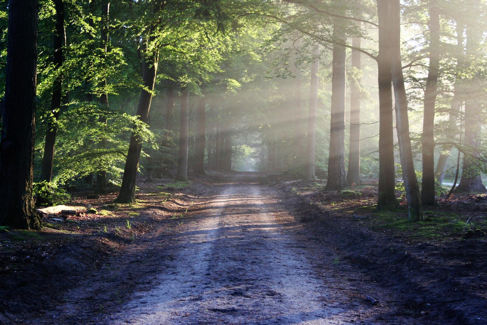 Бесплатное фото Солнечные лучи освещают лесную дорогу