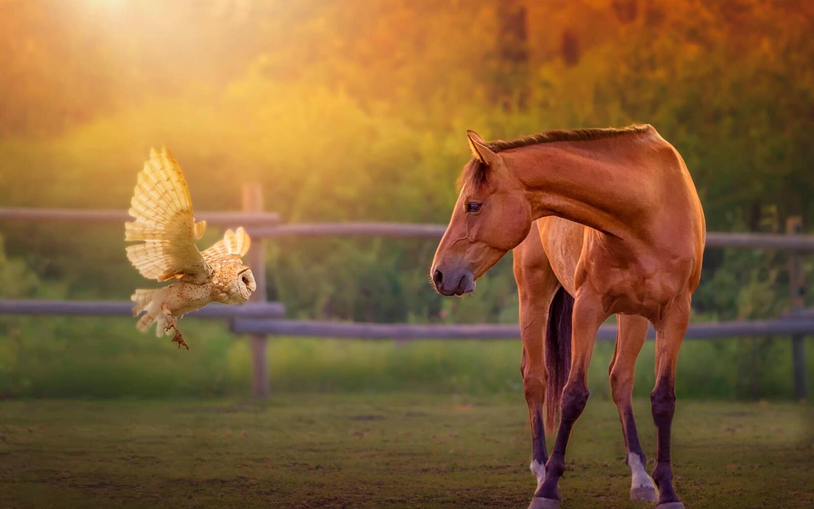 Бесплатное фото Сова прилетела к лошади