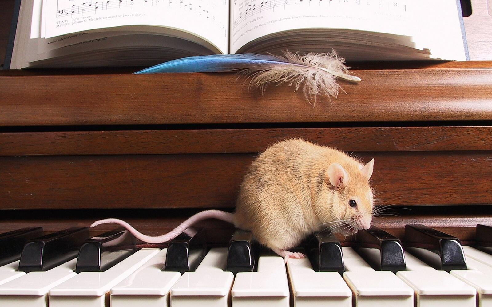 桌面上的壁纸大鼠 钢琴 说明