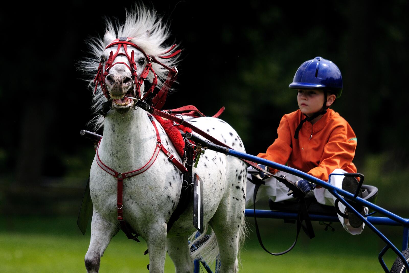 Обои спорт лошадь конный спорт на рабочий стол