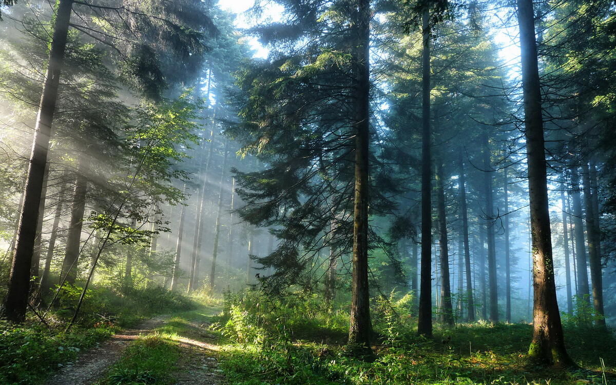 Beautiful landscape in a coniferous forest with sunlight