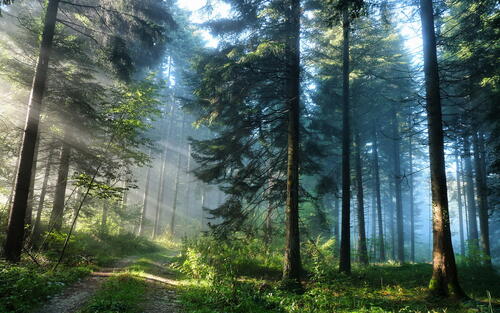 Beautiful landscape in a coniferous forest with sunlight