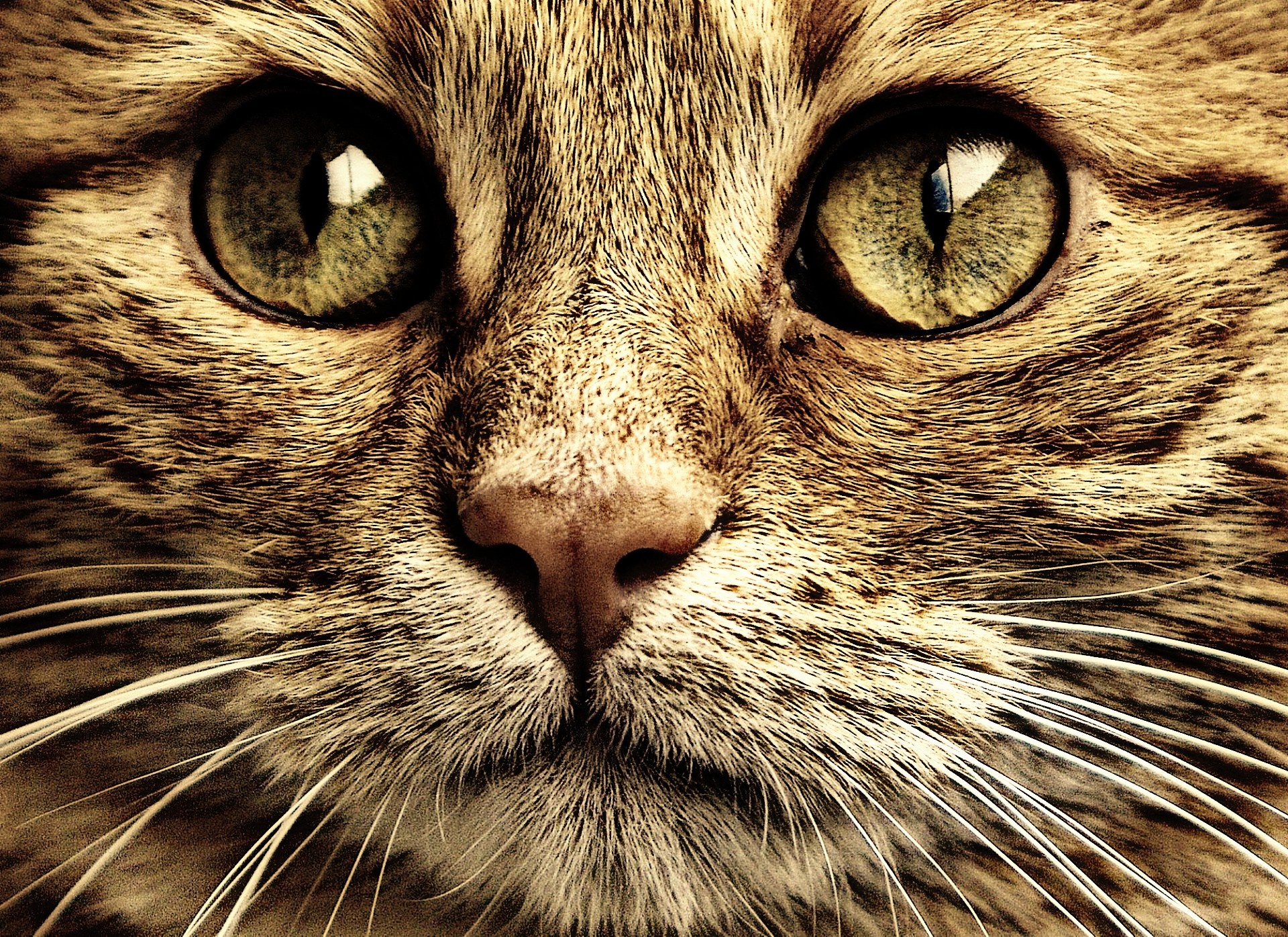 Бесплатное фото Мордашка котенка