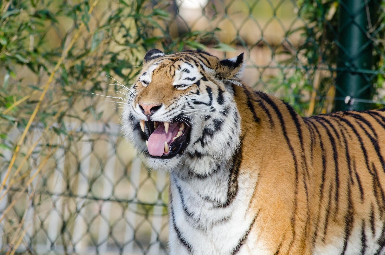 Бесплатное фото Тигр принюхивается показывая свои клыки
