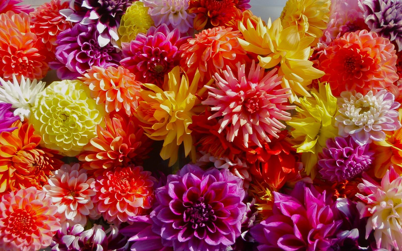 Wallpapers wallpaper dahlia colorful flowers textures on the desktop