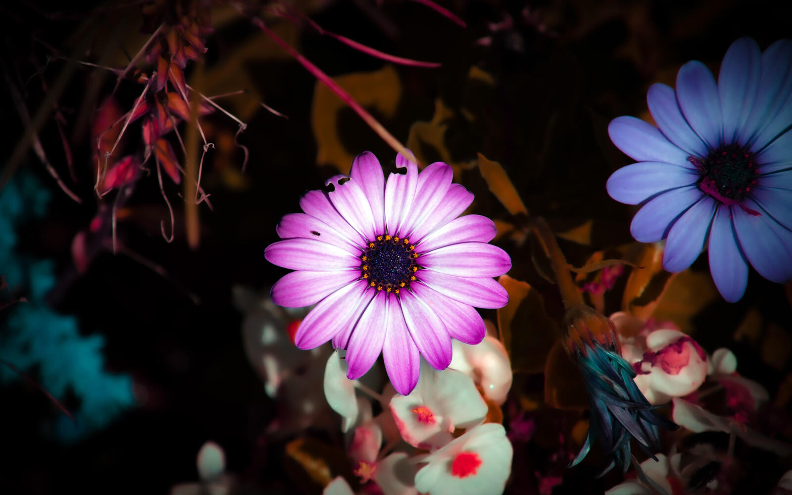 Бесплатное фото Фиолетовый цветок в необычной раскраске
