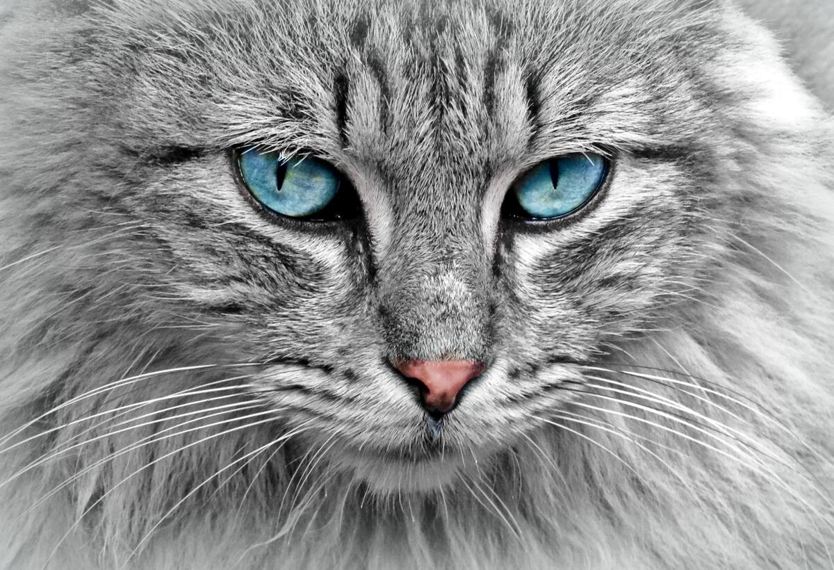 一只毛茸茸的蓝眼猫的肖像。