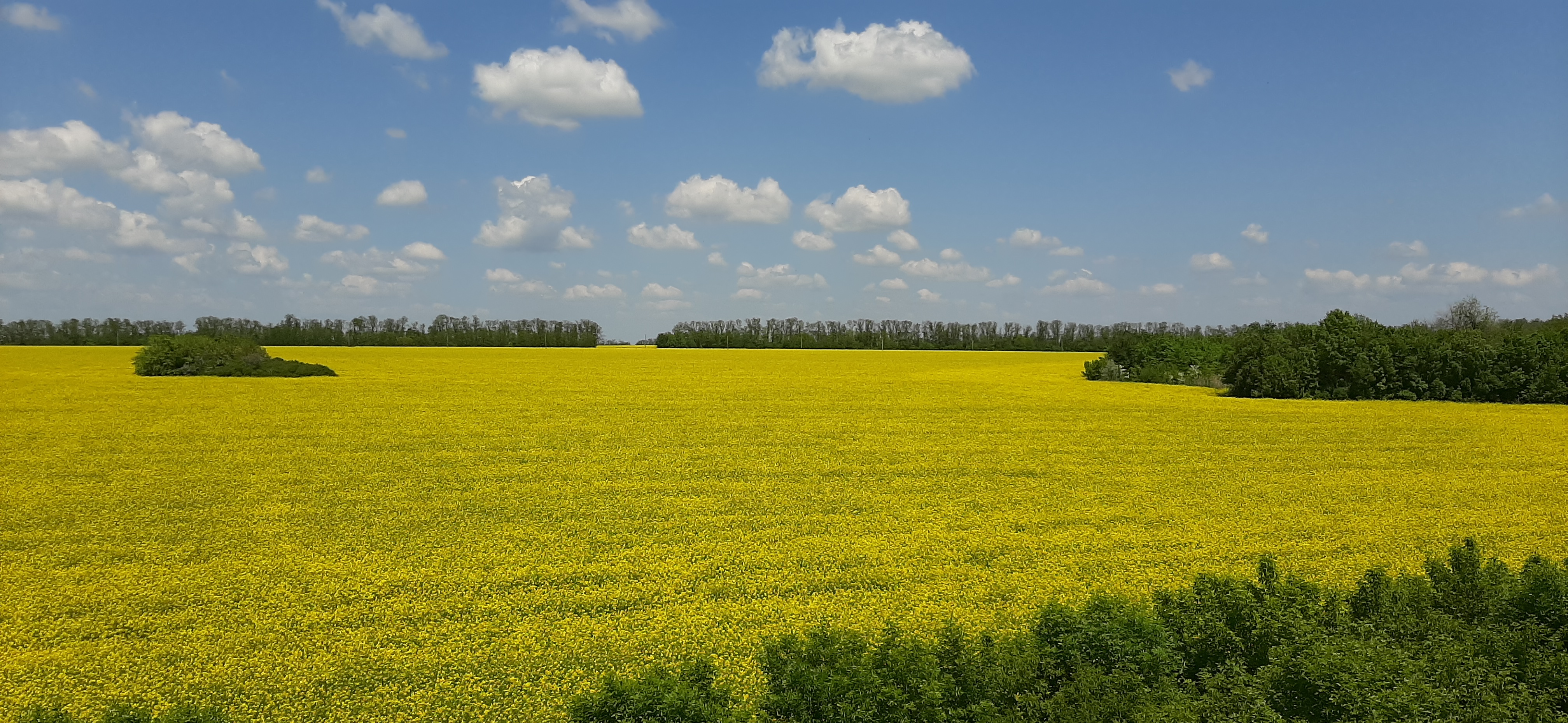 Free photo A blooming rapeseed field and blue sky