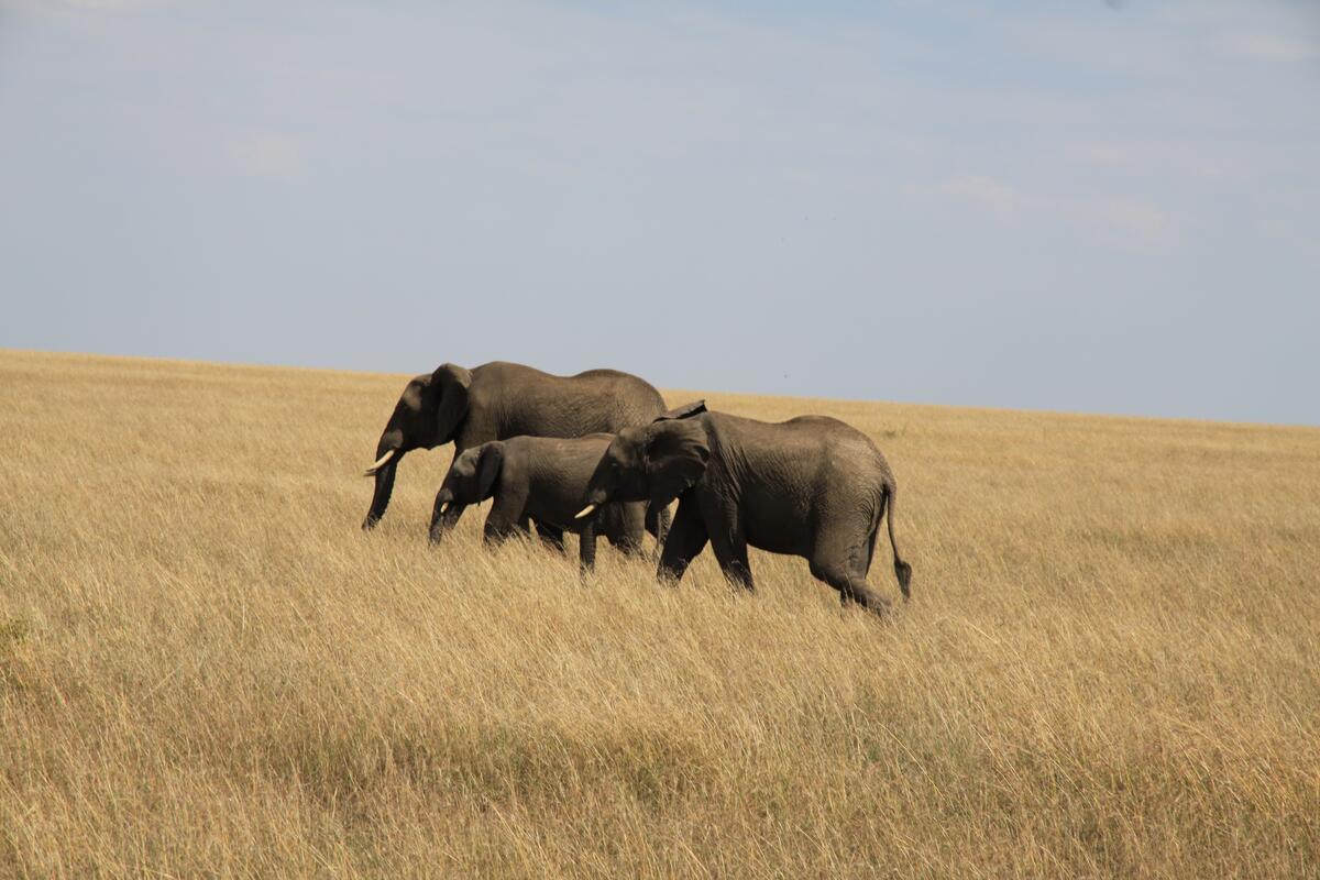 A family of elephants walks through the tall African grasses
