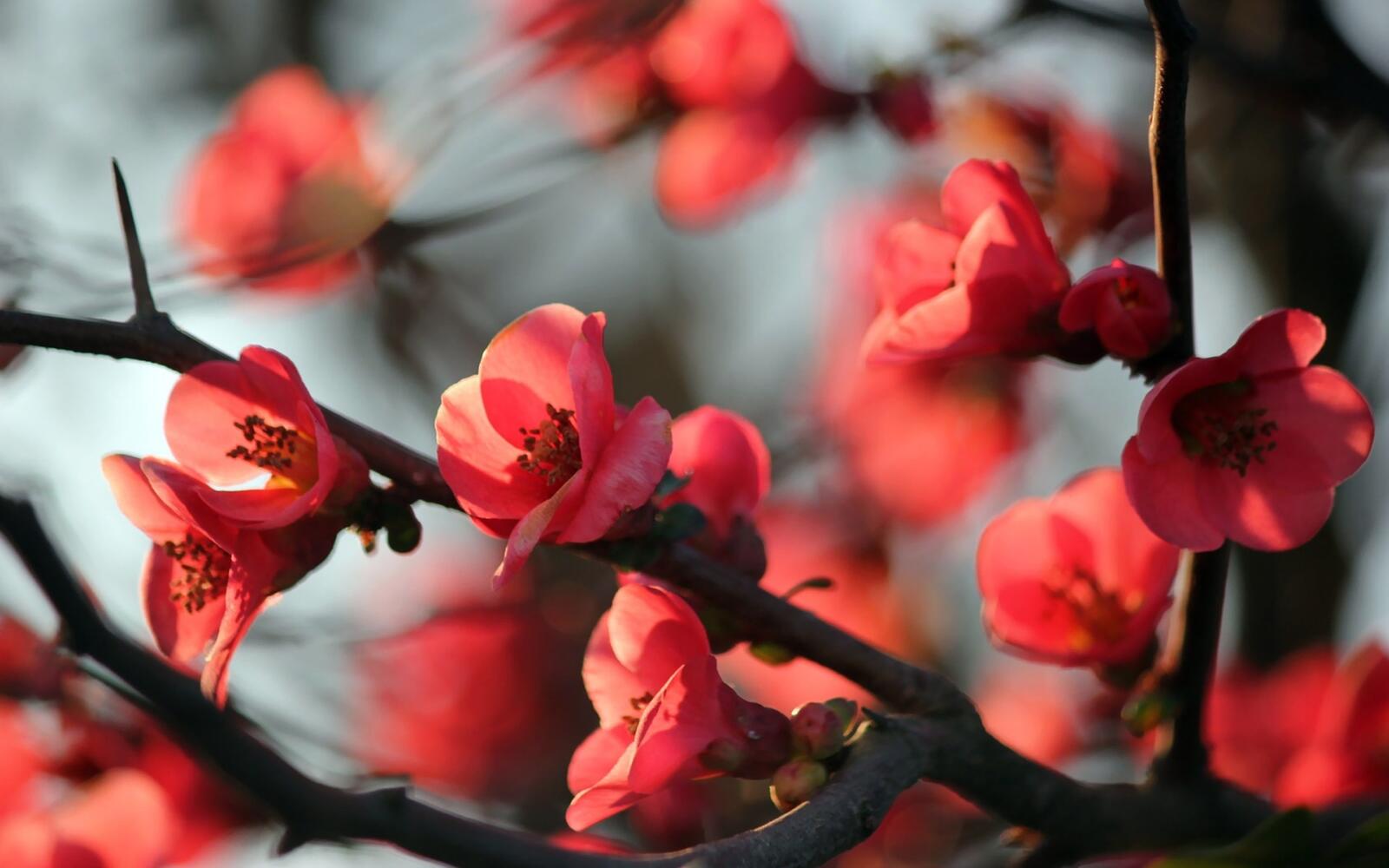 Бесплатное фото Красные цветочки на ветке дерева