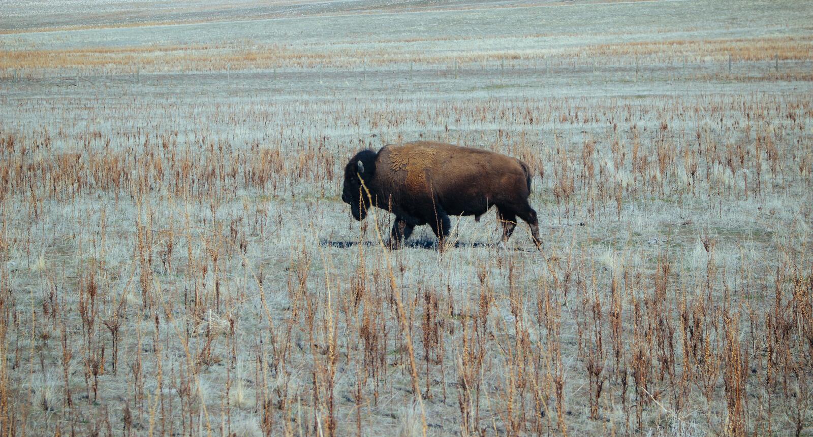 Free photo Bison walking on the tundra