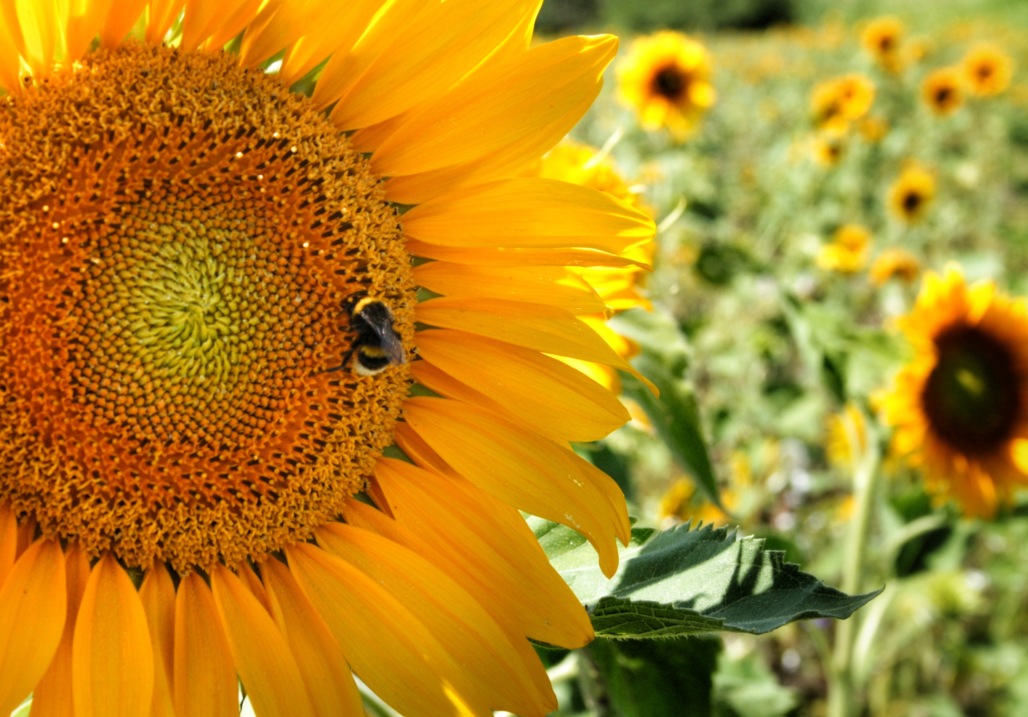 Free photo Close-up of a sunflower against the background of a large field of sunflowers