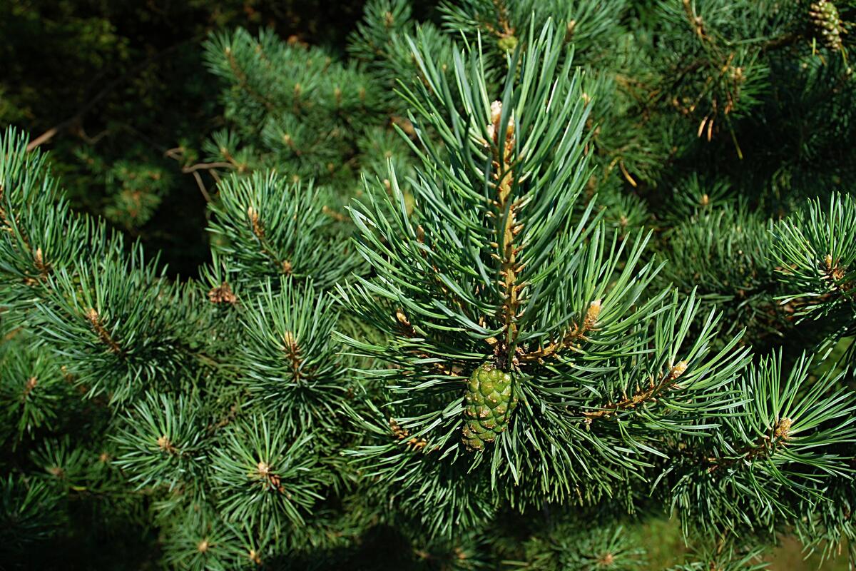 Branches with pine needles