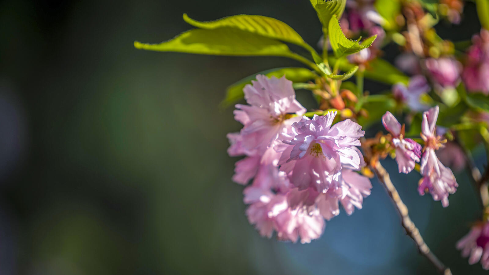 Free photo A sprig with pink cherry blossoms