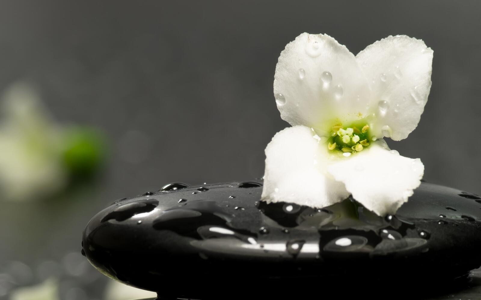 Бесплатное фото Одинокий белый цветочек под дождем