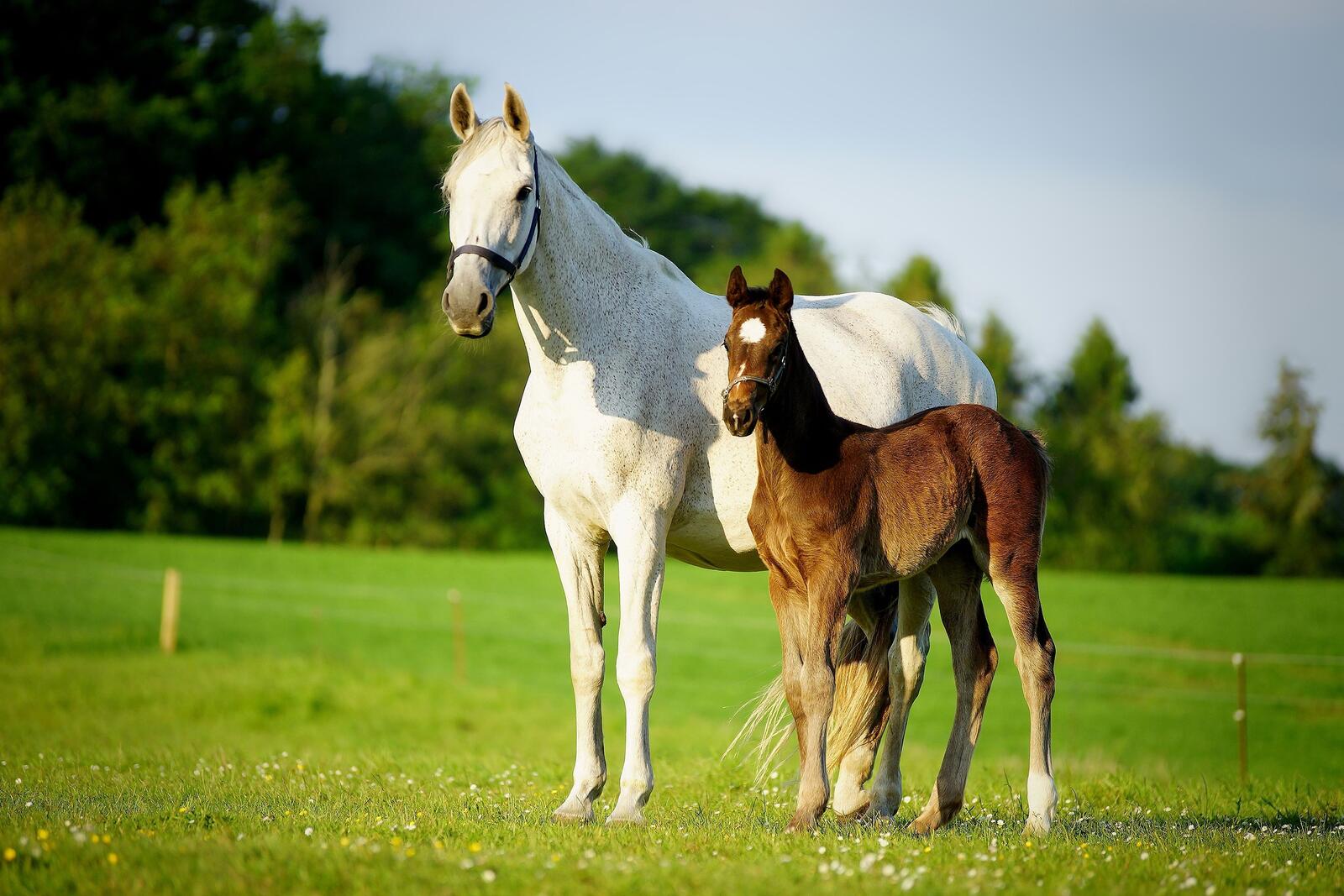 Free photo A tall white horse with a foal.