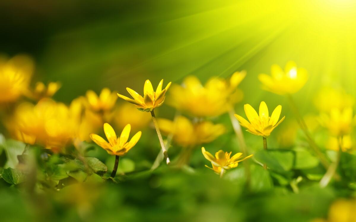 Желтые маленькие цветочки освещают солнечные лучи