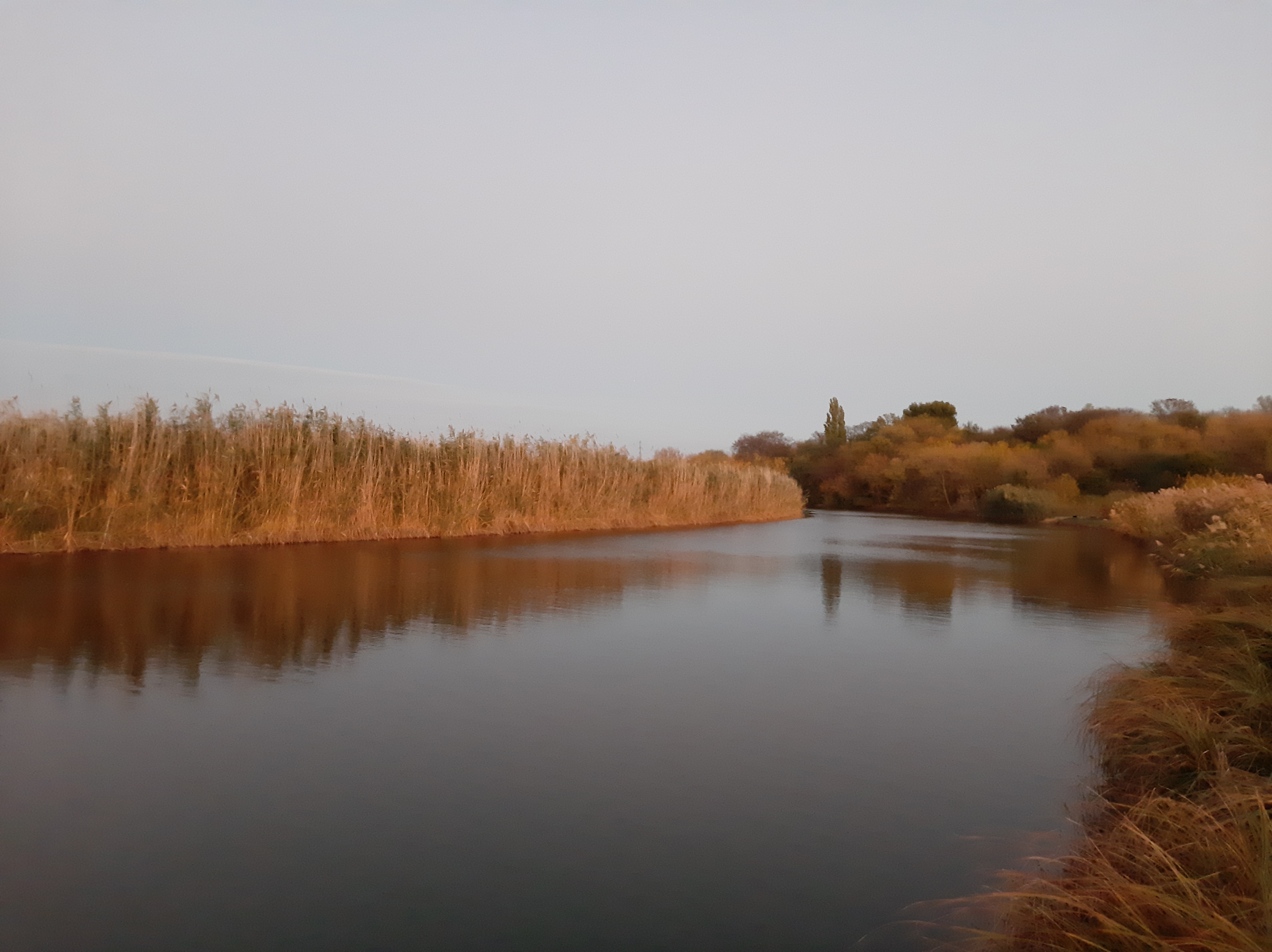 免费照片一条平静的河流，岸边长满了高高的草