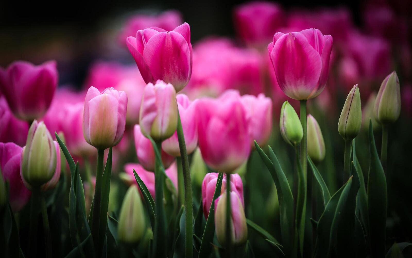 Бесплатное фото Красивые розовые тюльпаны