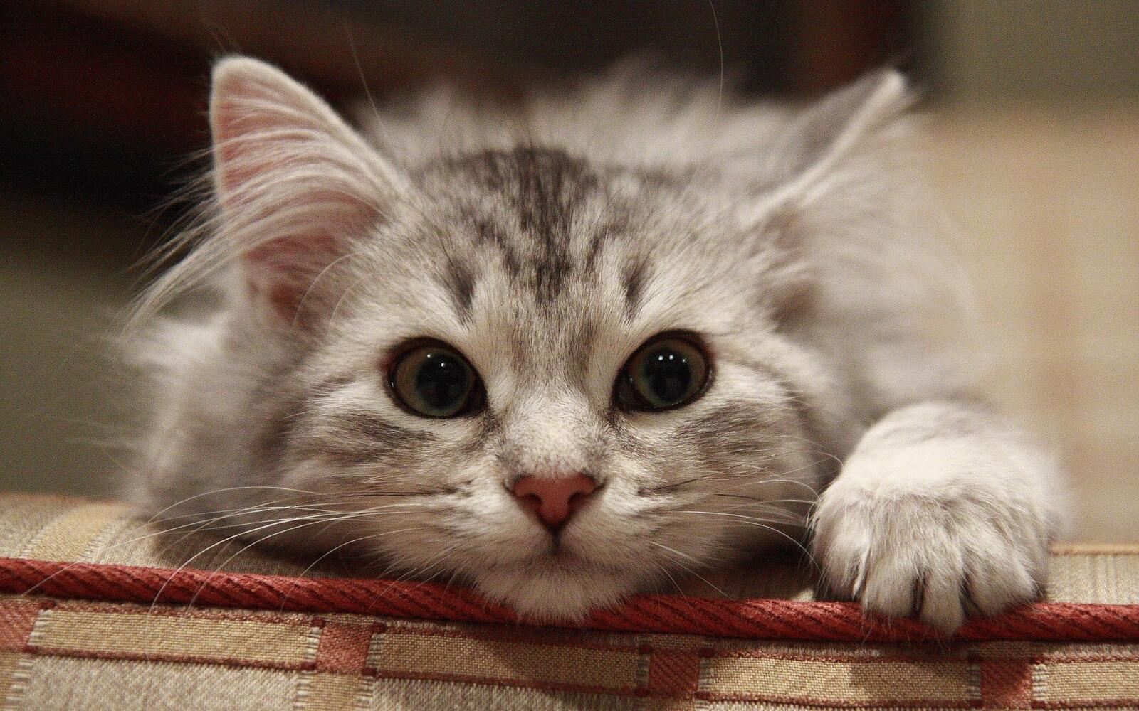 Free photo Cute fluffy kitty