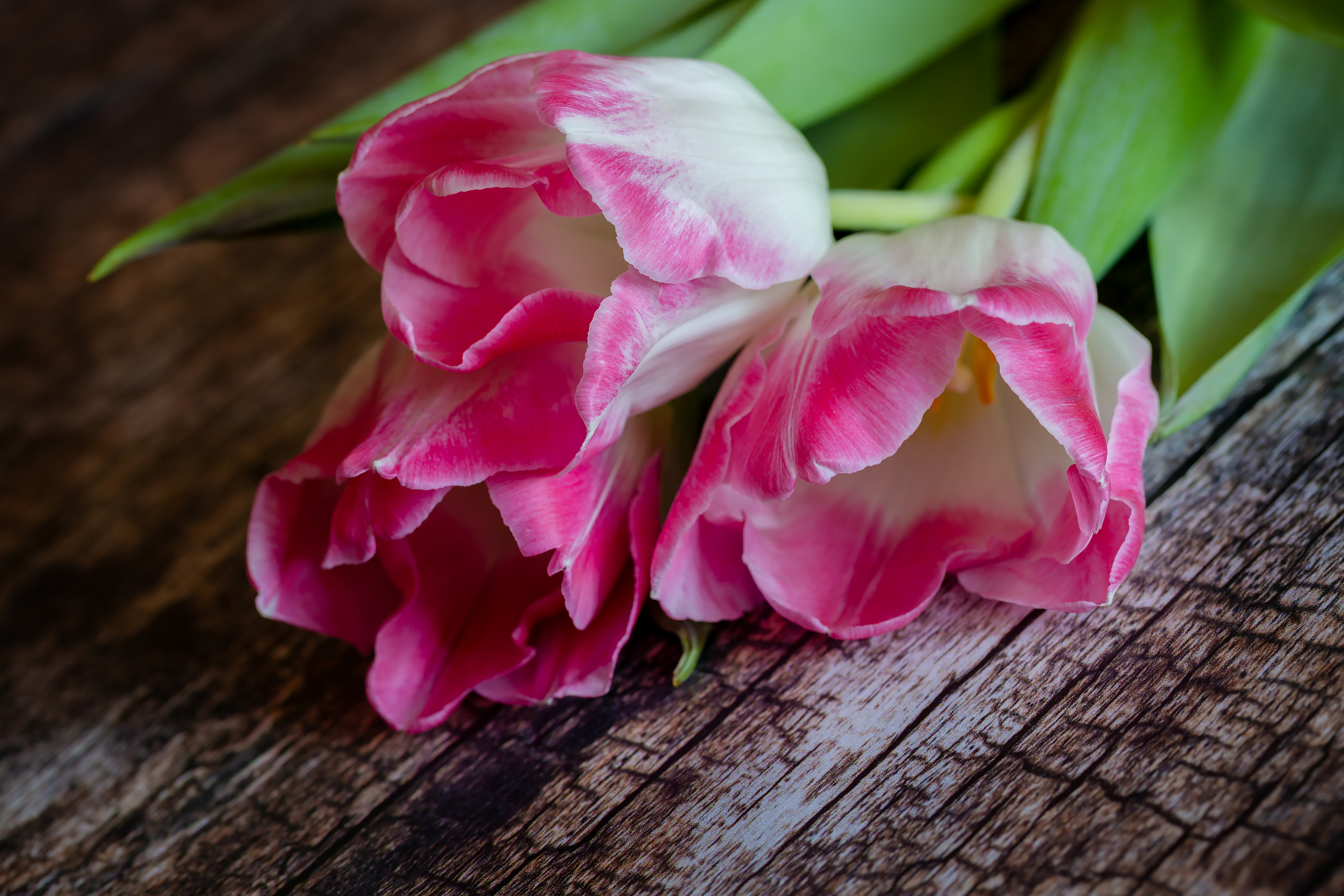 Three tulips on a wooden table.