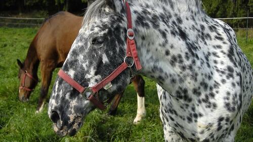 A spotted white horse