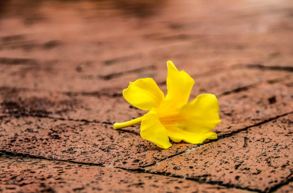 A yellow plucked flower lies on the ground