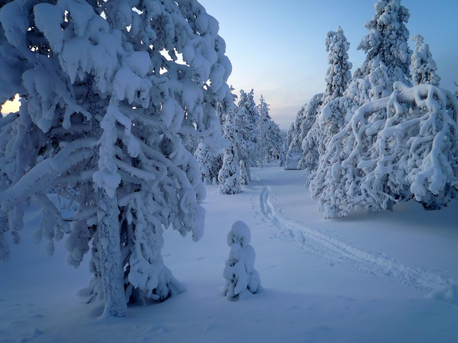 免费照片冬季森林中的积雪