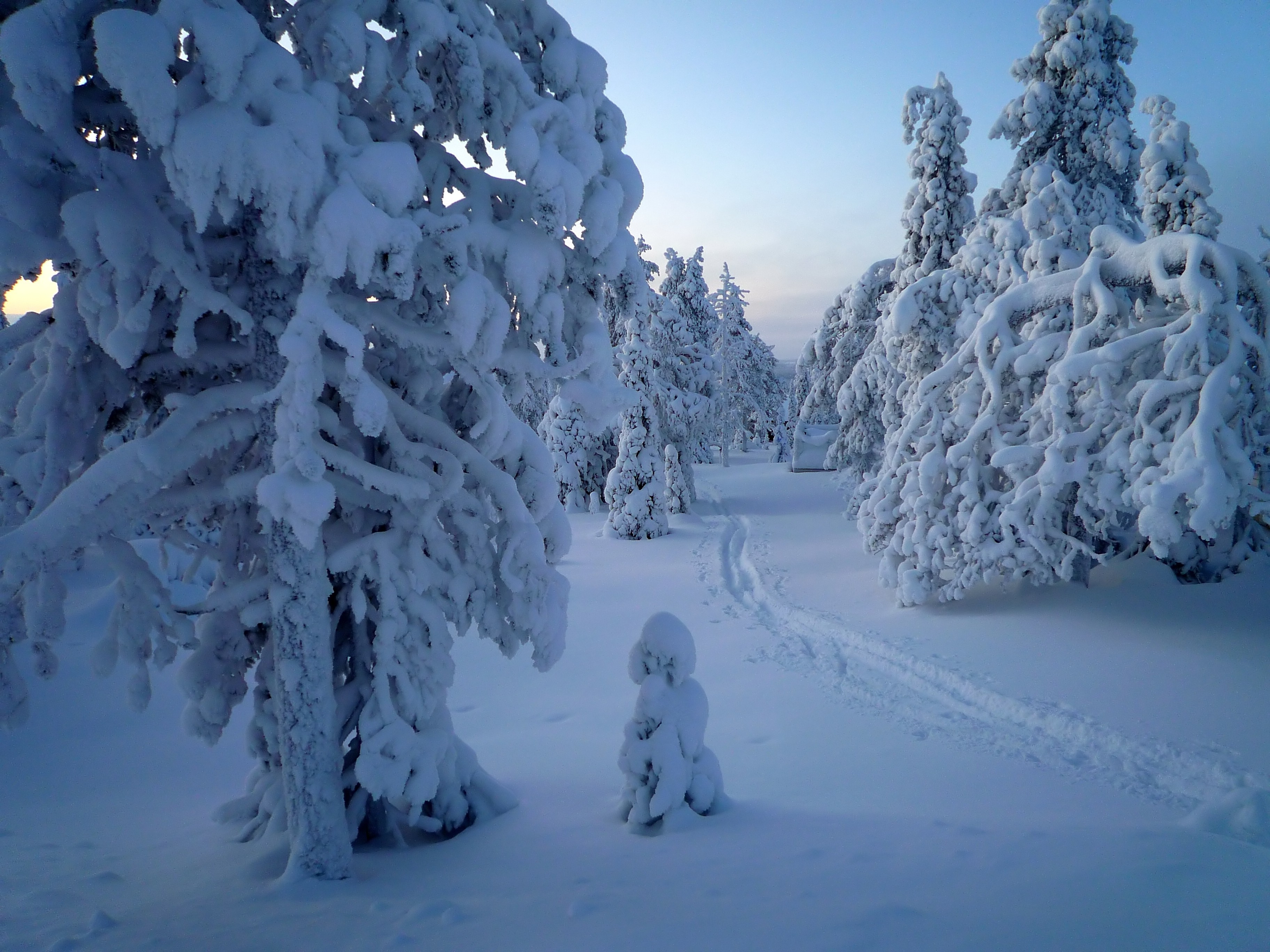 免费照片冬季森林中的积雪