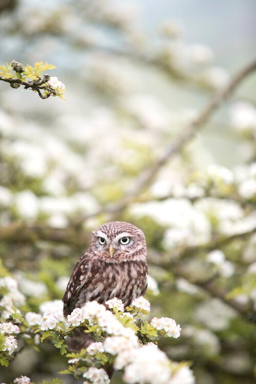 A little owl sits on a blossoming branch with white flowers