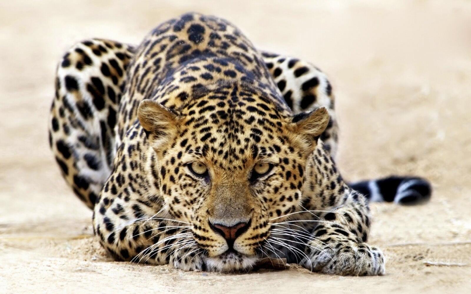 Free photo The leopard lies down and looks at the photographer