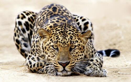 Леопард лежит и смотрит на фотографа