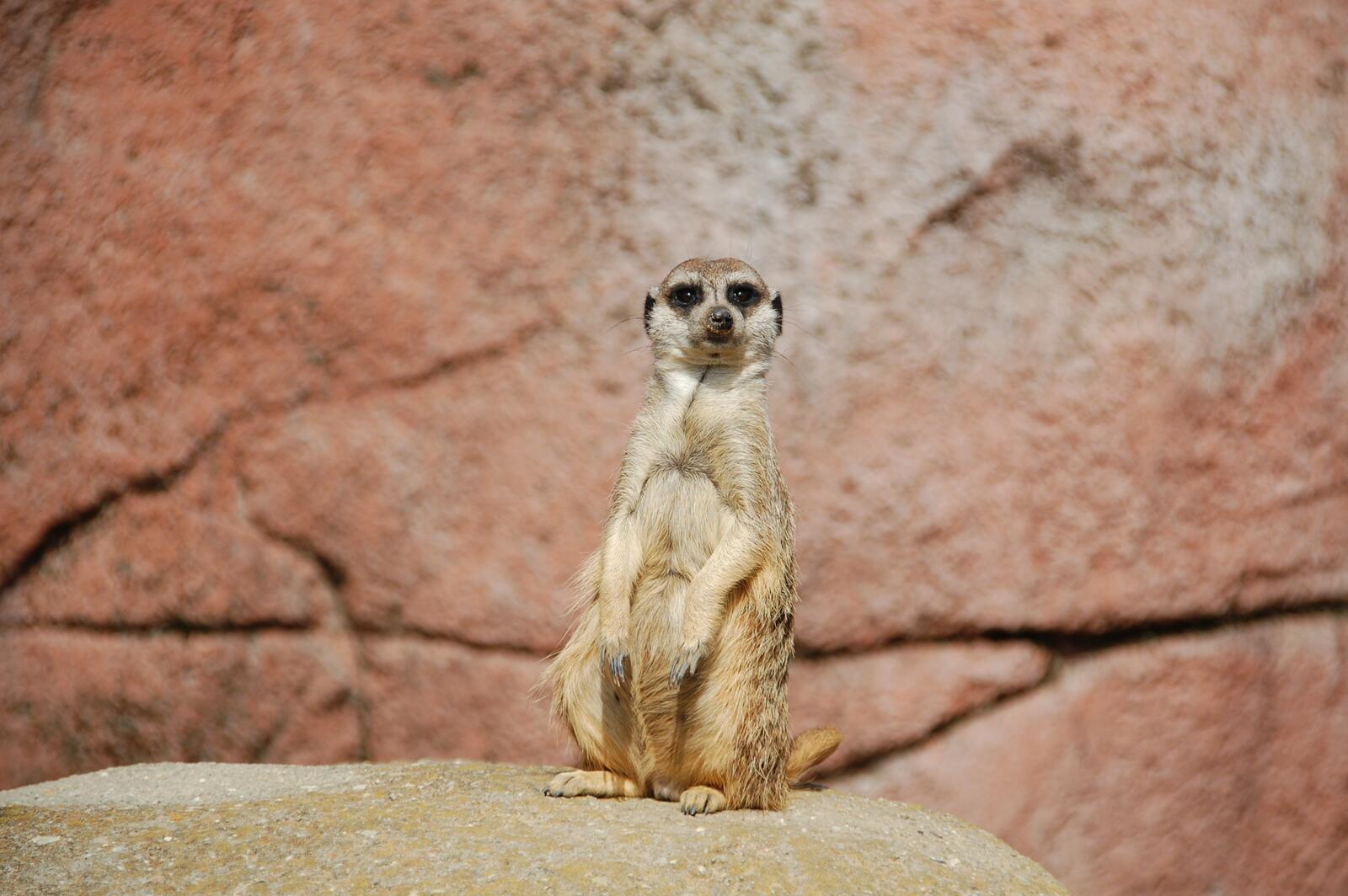 Free photo The meerkat stands on its hind legs