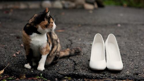 The cat`s guarding the white shoes