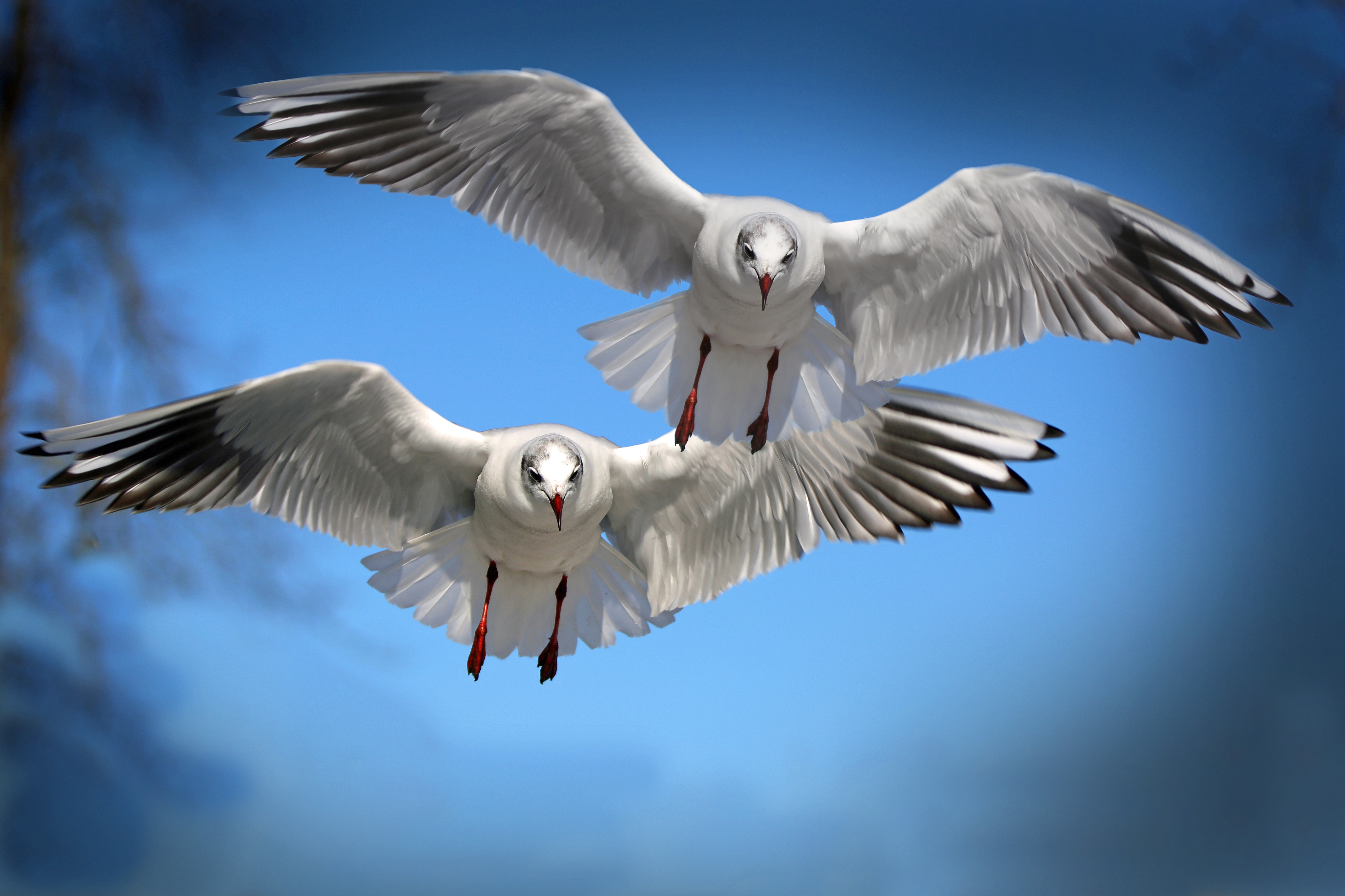 Free photo Two seagulls flying with their wings spread.