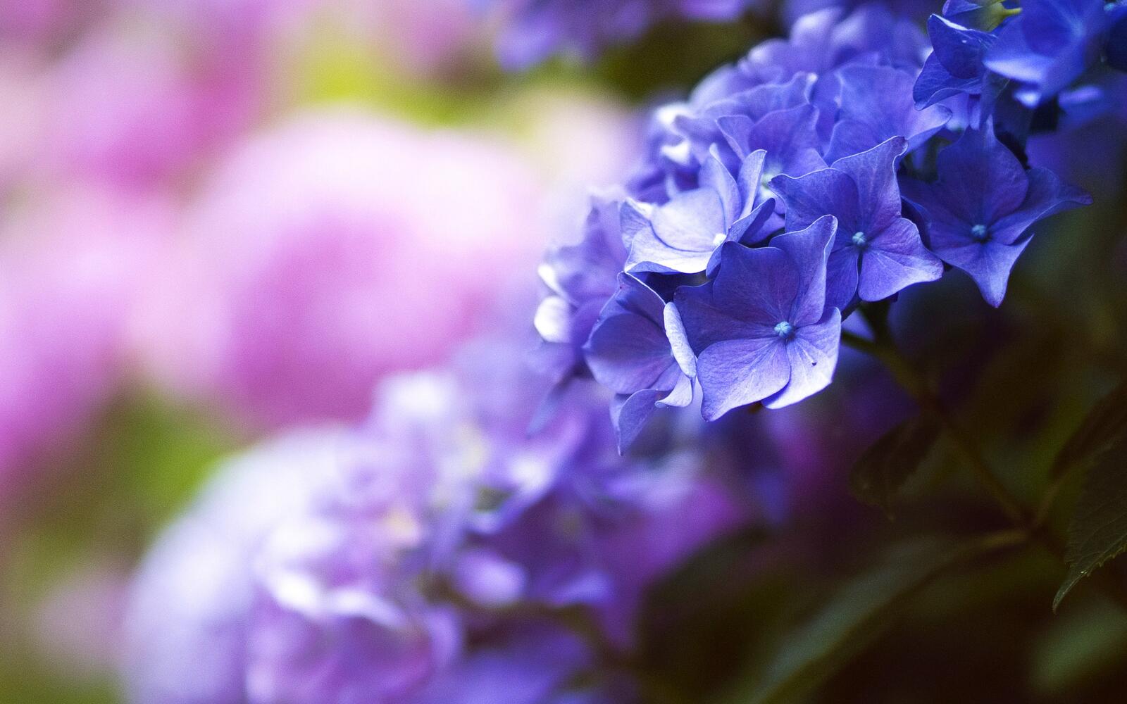 Бесплатное фото Синие цветочки на ветке
