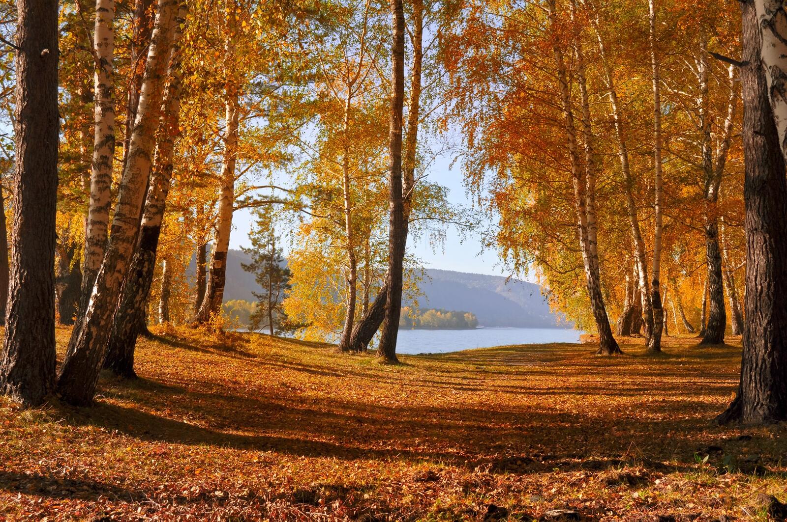 Бесплатное фото Золотая осень у реки