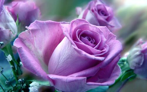 Бутон пурпурной розы